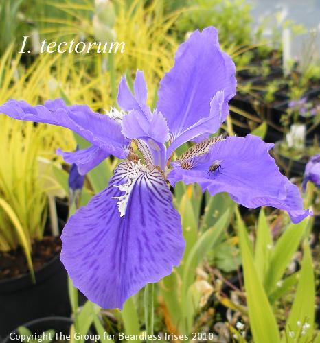 tectorum 